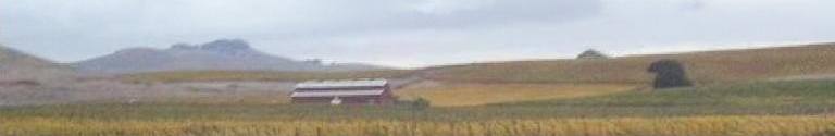 View of vineyard from bus