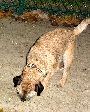 Small brown dog in the Champs de Mars