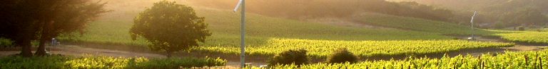 Vineyard in Napa
