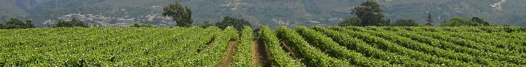 Hillside in Napa