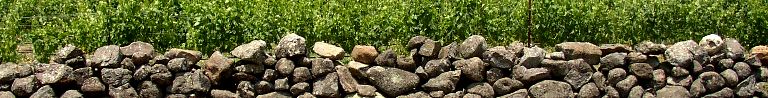 Stone wall and grapevines in Napa